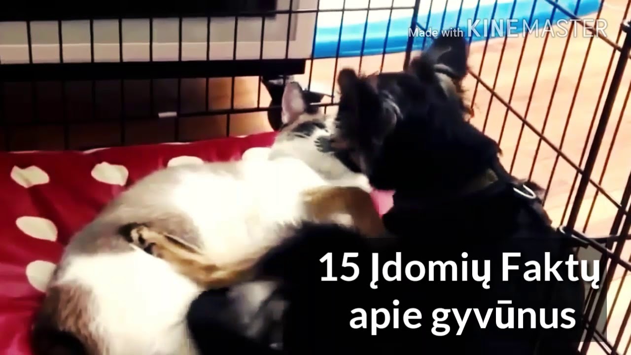 15 Faktų apie įvairius gyvūnus