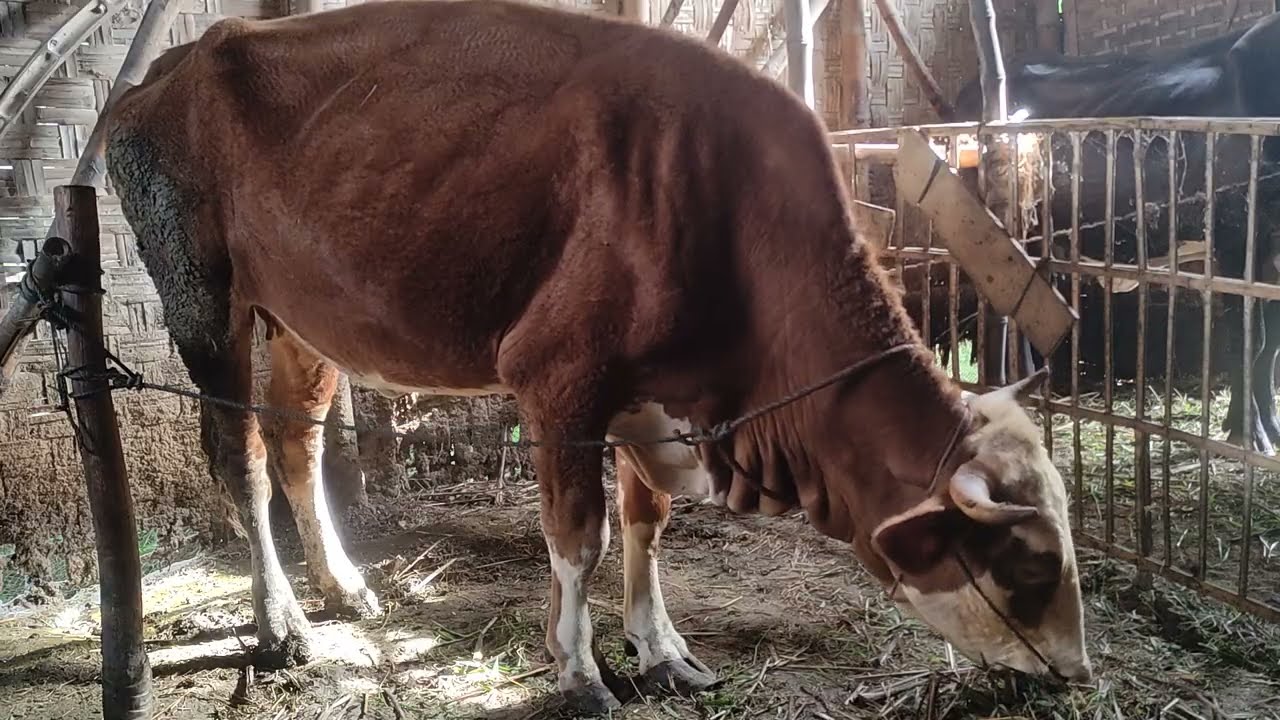 H400 Combor Sapi Simental Hamil-H93 Di Pagi Hari | Rabu 28 Januari 2026