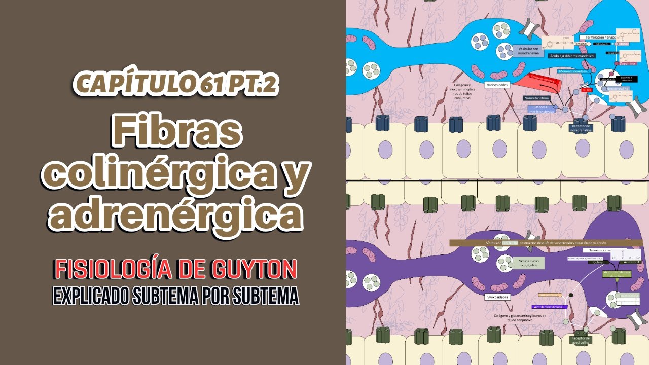 CAP 61 2/7: Neurona colinérgica y adrenérgica (síntesis de acetilcolina, noradrenalina y adrenalina)