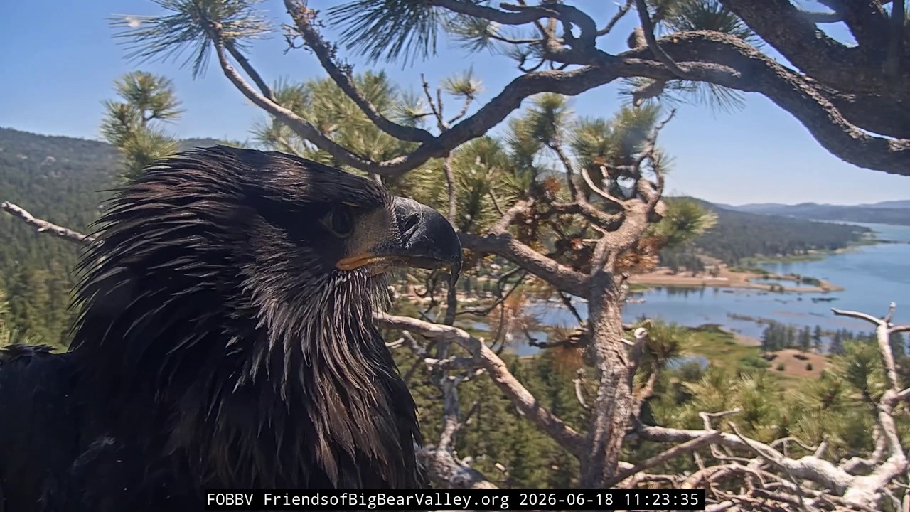 BEST 4K EVER! 📸 Sandy & Luna's MOST Stunning Close-Up Detail! | Big Bear Bald Eagles 2026