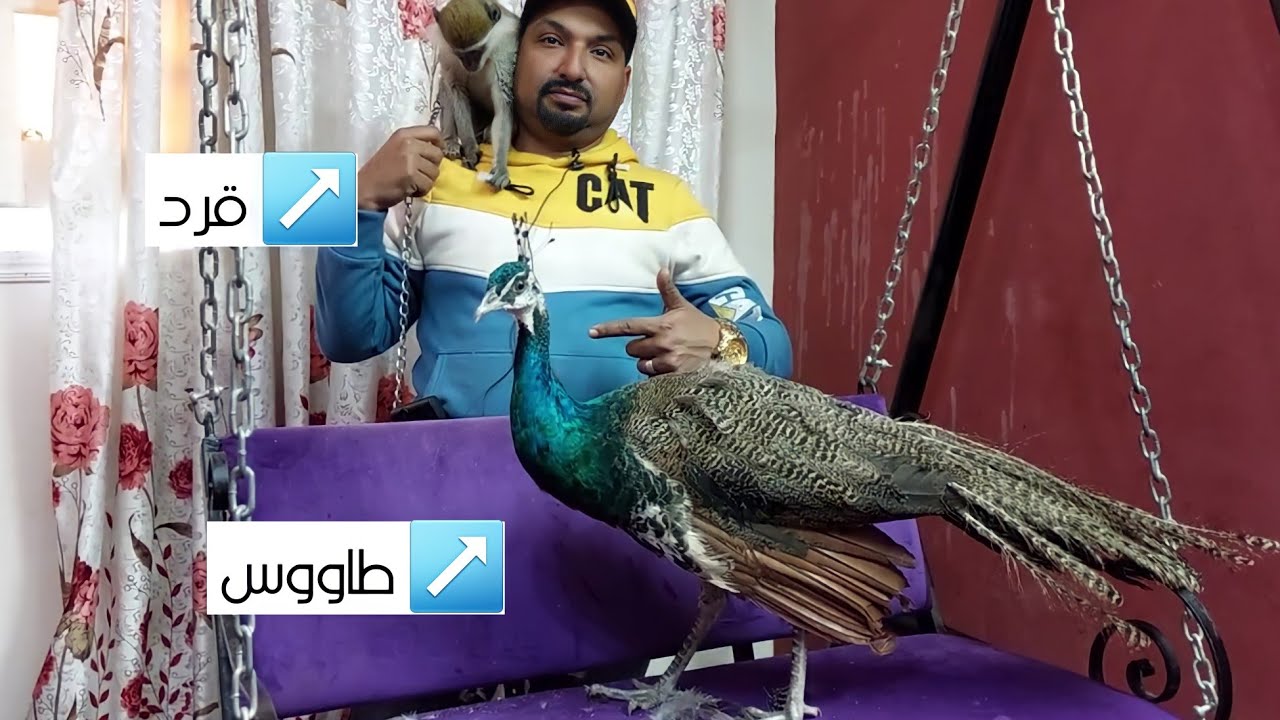 مزارع القرود والنسانيس والشمبانزى والطاووس الهندى وفراخ الوادى بالاسعاااار وارقام التليفون