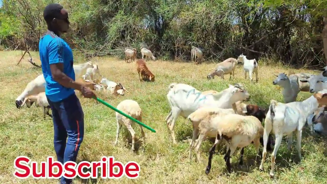 Galla Goat Farming In Kenya 