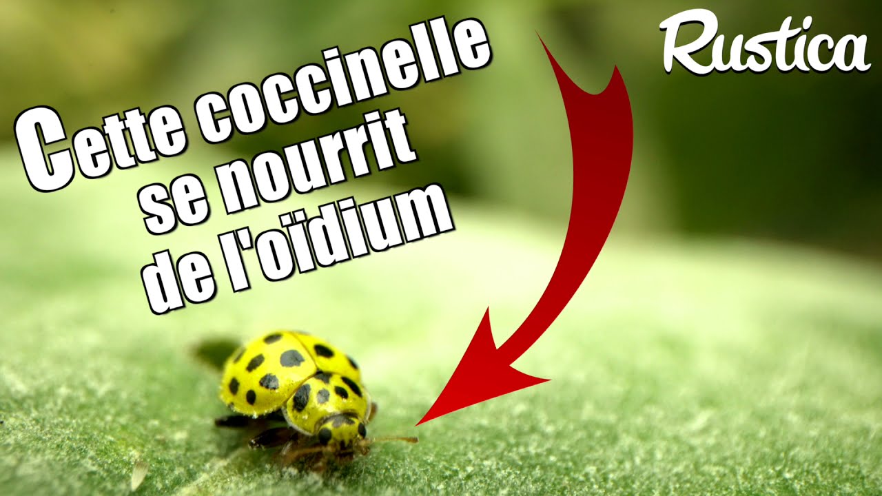 Une coccinelle anti-oïdium !