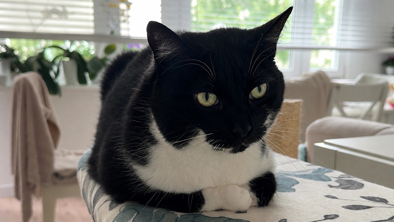 Wise cat loaf has something to say