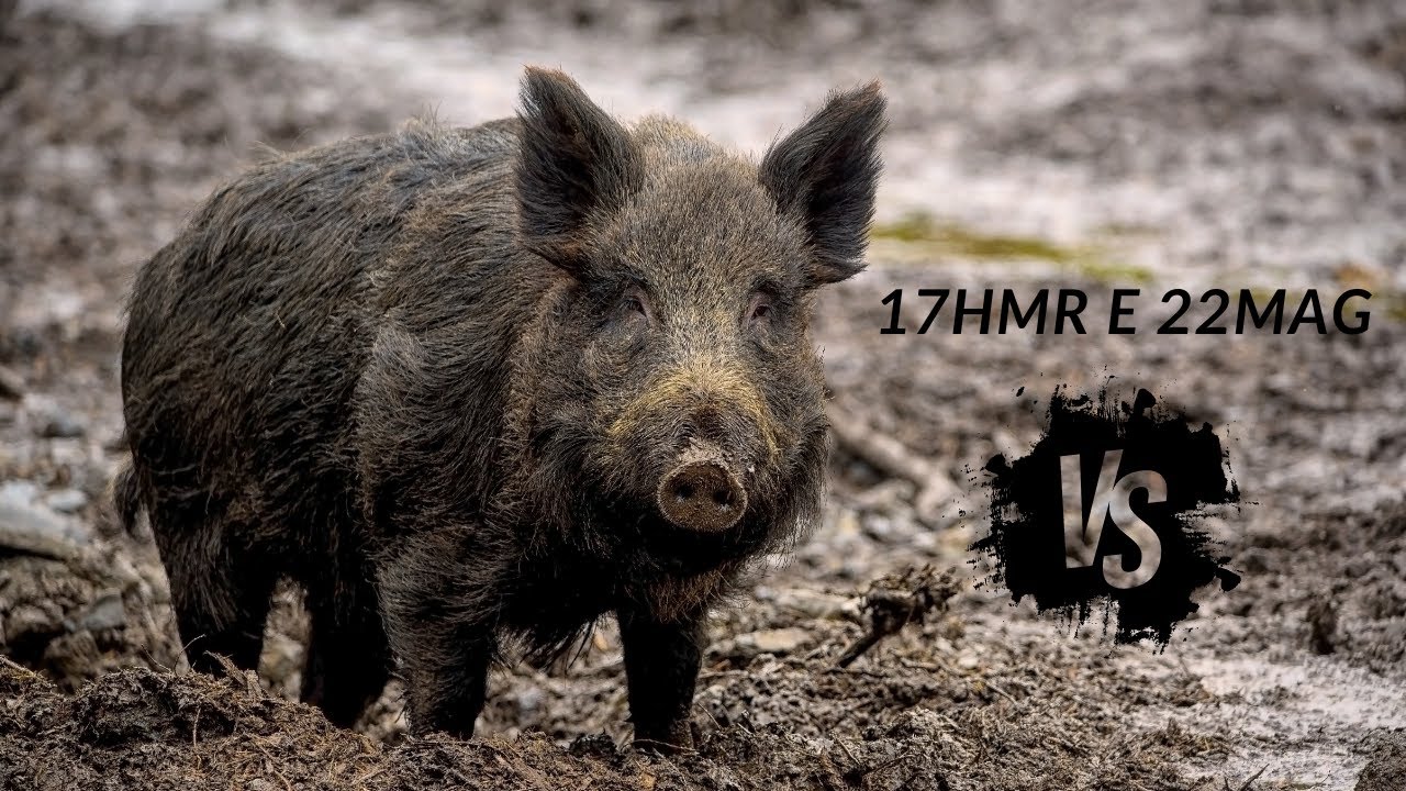 CBC 8117 E CBC 8122M:  17HMR E 22MAG SERVEM PARA JAVALI? #JAVALI #CONTROLE #CBC  #17HMR #22MAG