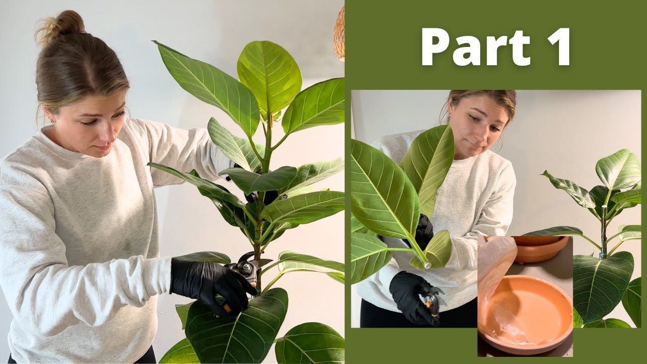 Decapitating My Ficus Audrey | Part 1 + Terracotta Saucers Update