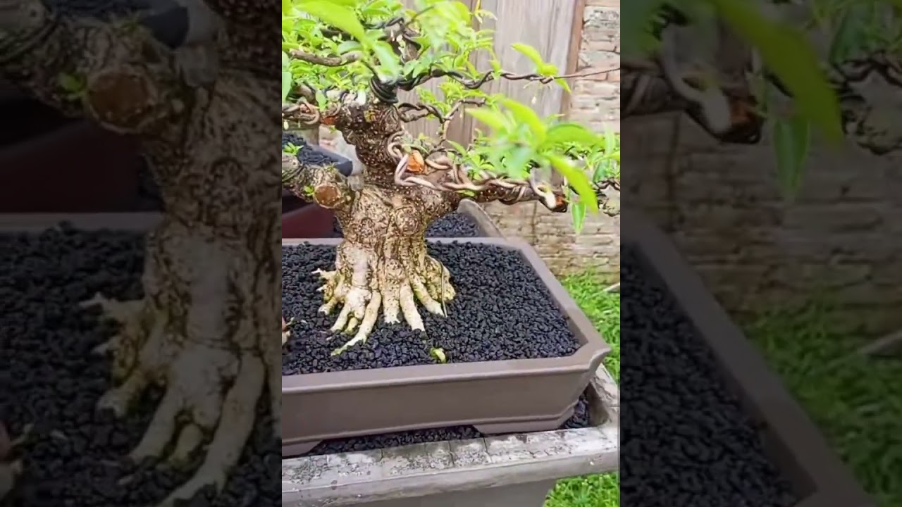 Bonsai idaman kawula muda dan tua