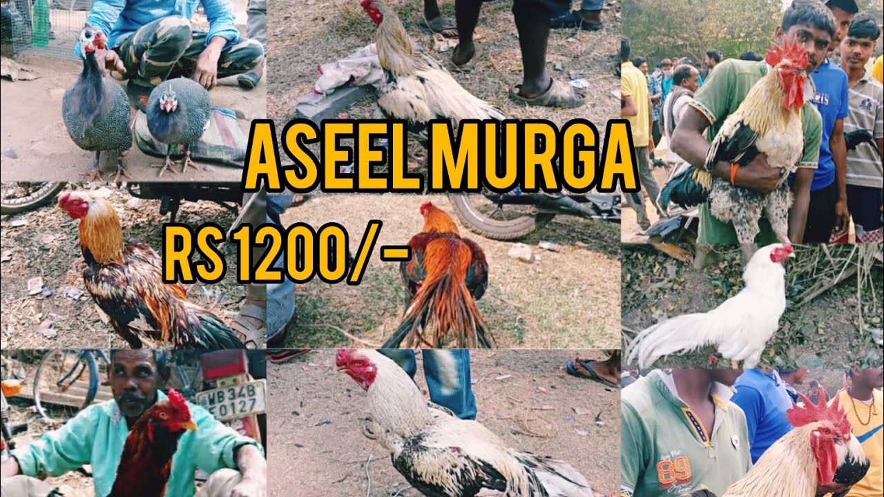 Tengra Hat part - 2  Aseel Murga Market Kharagpur