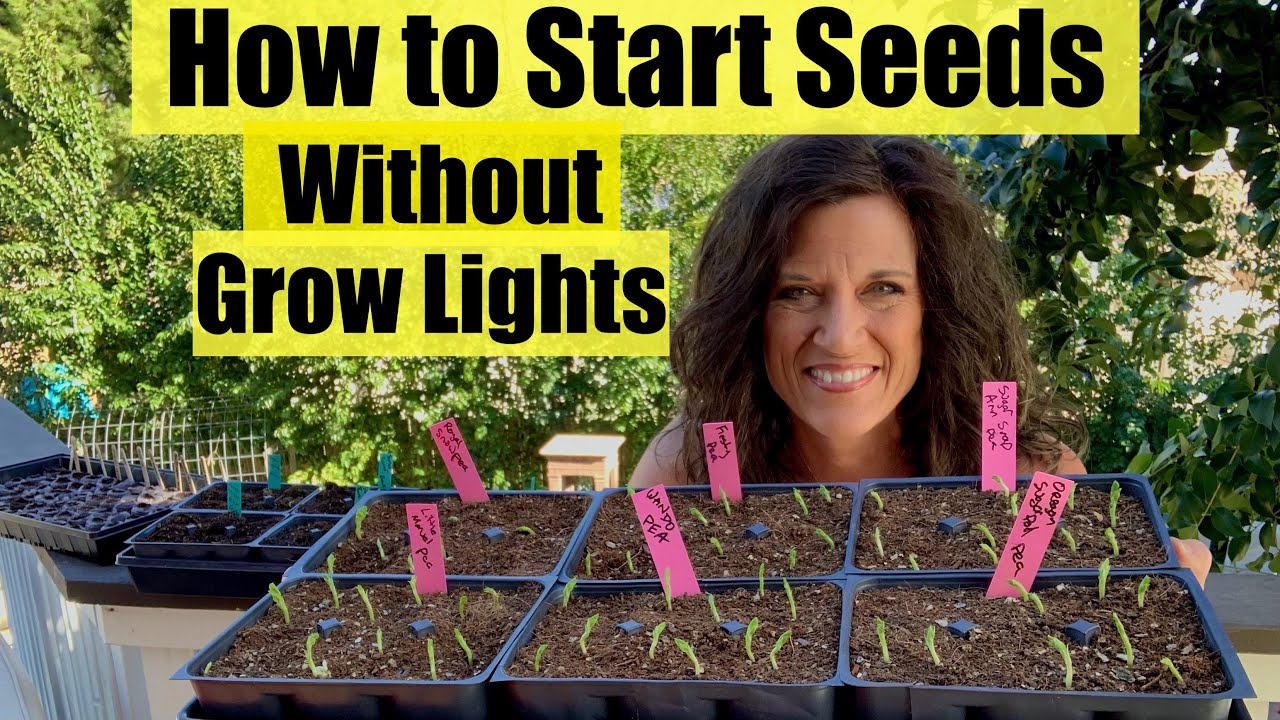 How to Start Seeds Without Grow Lights - Save Time & Money / First Time Gardener #4