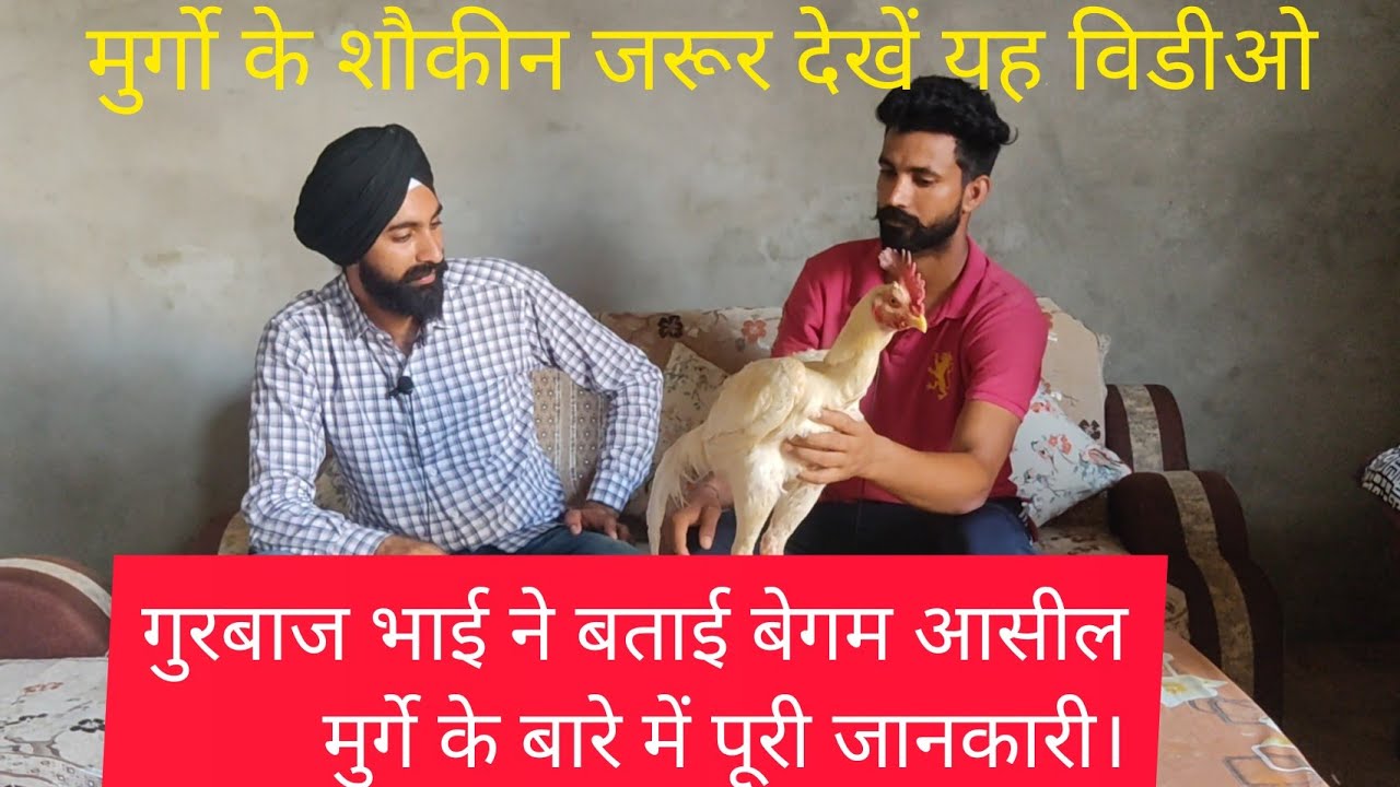 मुर्गो के शौकीन जरूर देखें यह विडीओ white aseel Begum murgi ke bare me Di Puri jankari #aseel-murga