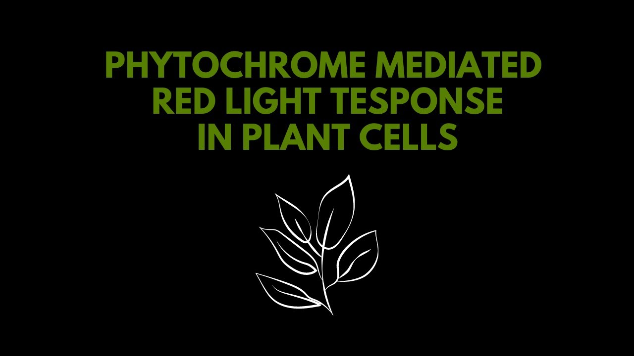 Phytochrome mediated red light response In plant cells