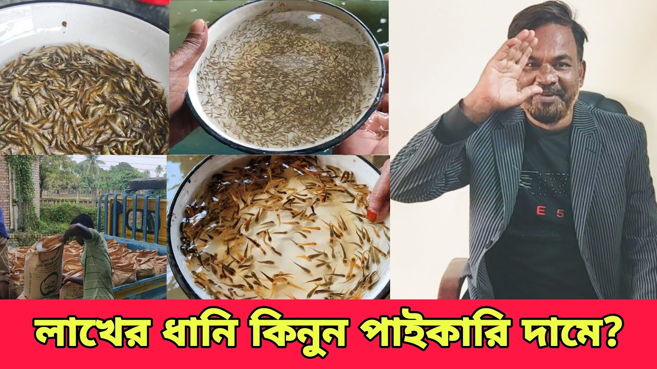 ২০২৬ নতুন বছরের ধানি পোনা পাইকারি দামে কিনুন। fish farming bangladesh