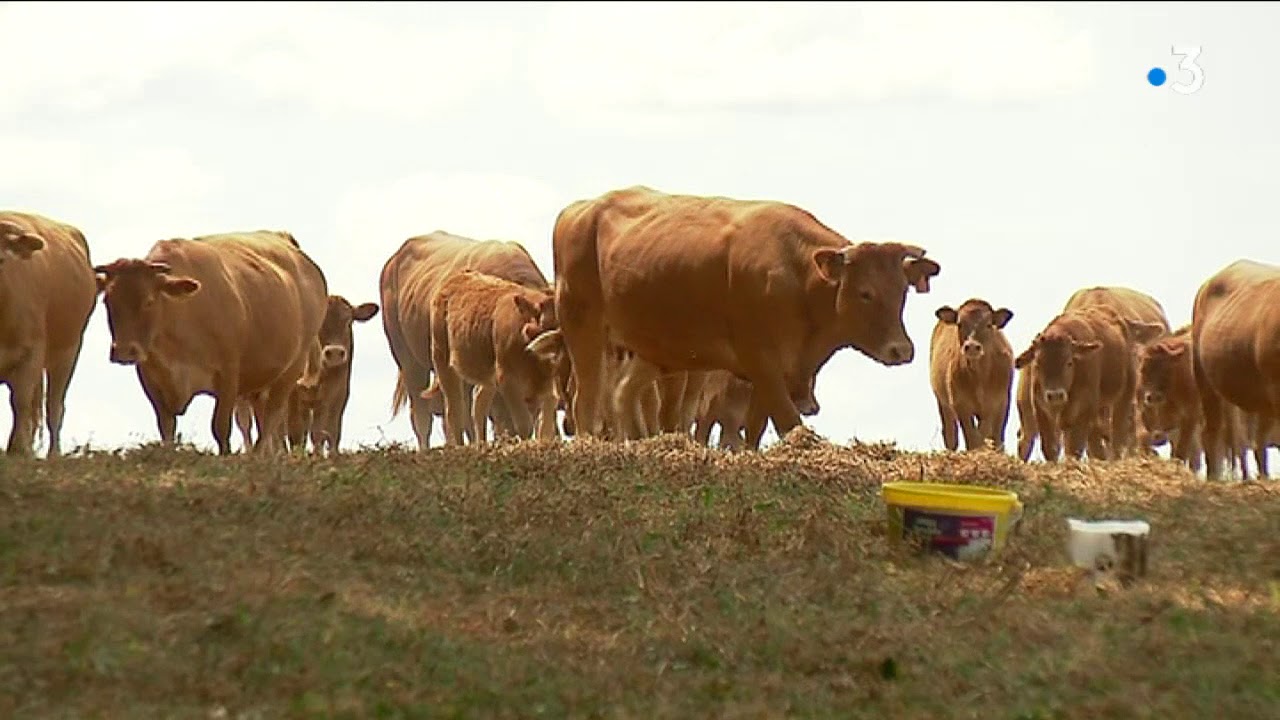 Avec la s&eacute;cheresse, les &eacute;leveurs peinent &agrave; nourrir leurs bovins