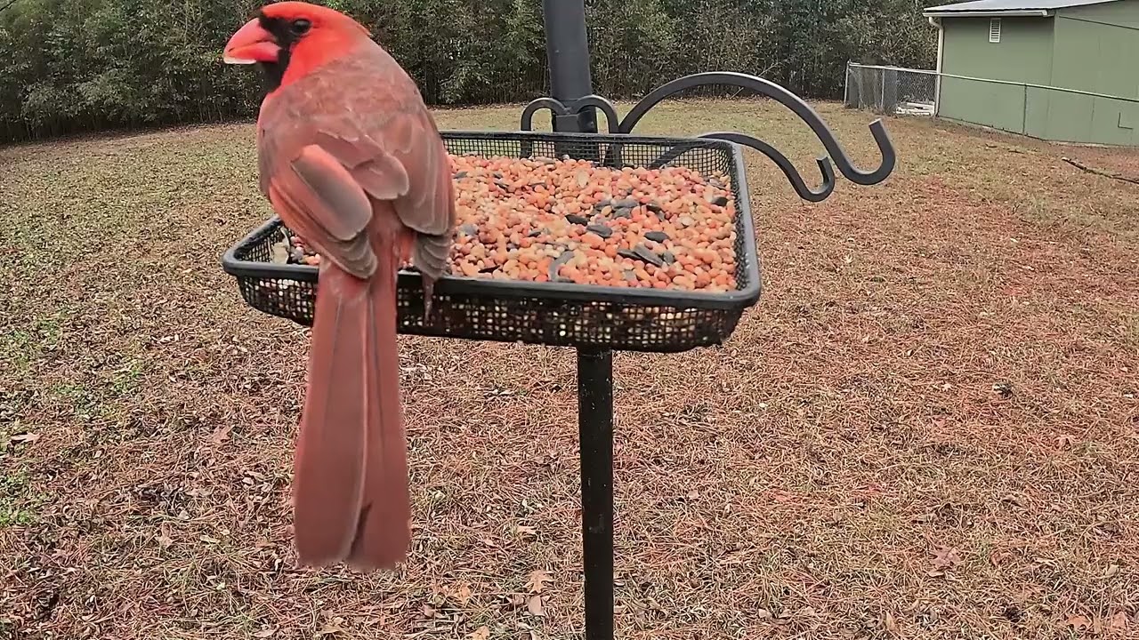 Back Yard Feasting (Ep.2)