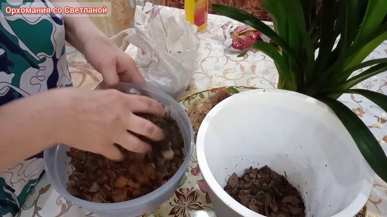 Цимбидиум. Основы пересадки.