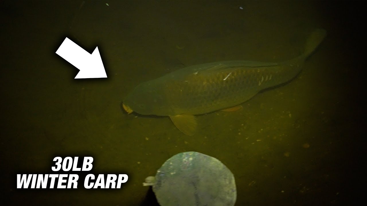 WHERE TO FISH IN THE WINTER?? Cold Weather Carp Fishing!