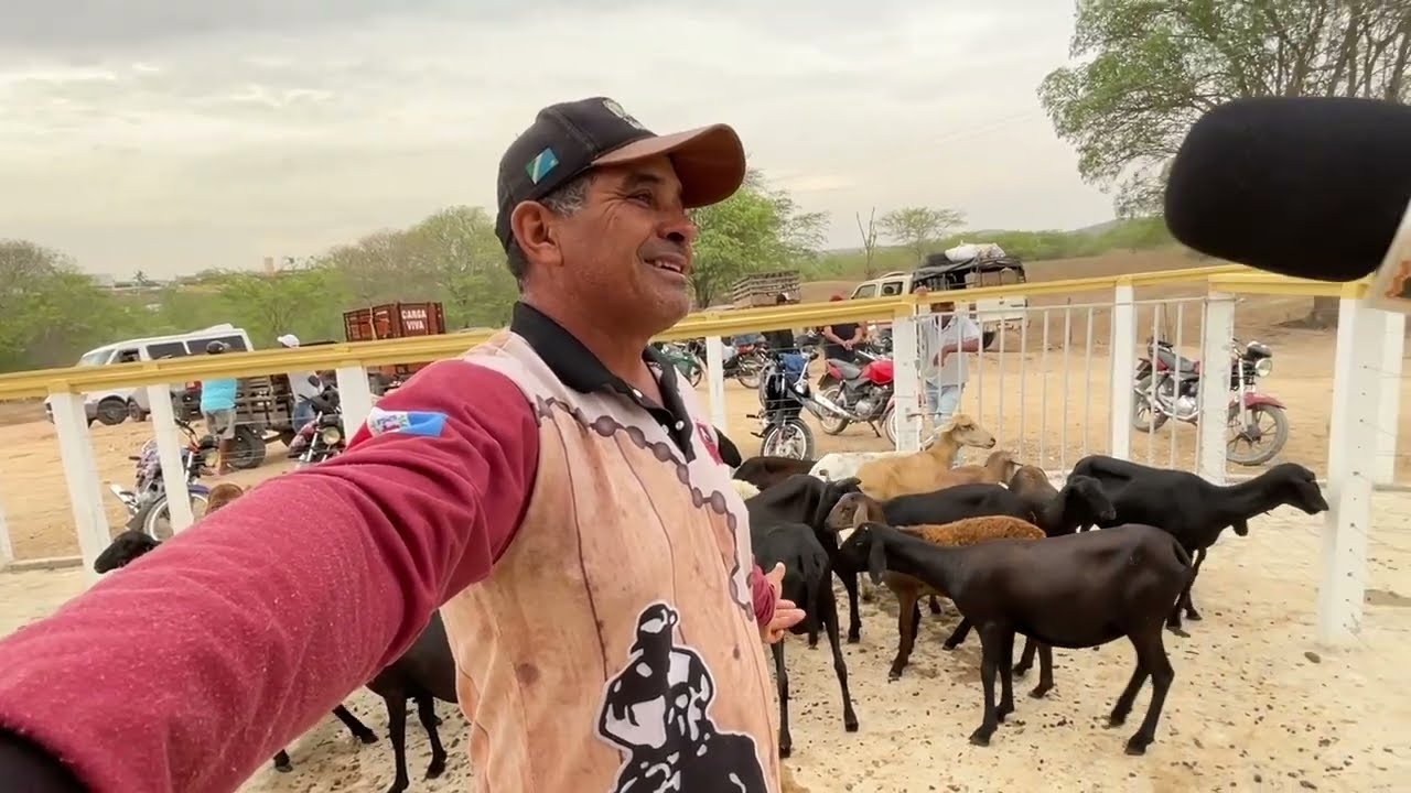 Feira das Ovelhas e Suínos em Senador Rui palmeira - 20 - 01 - 2026 #nordeste