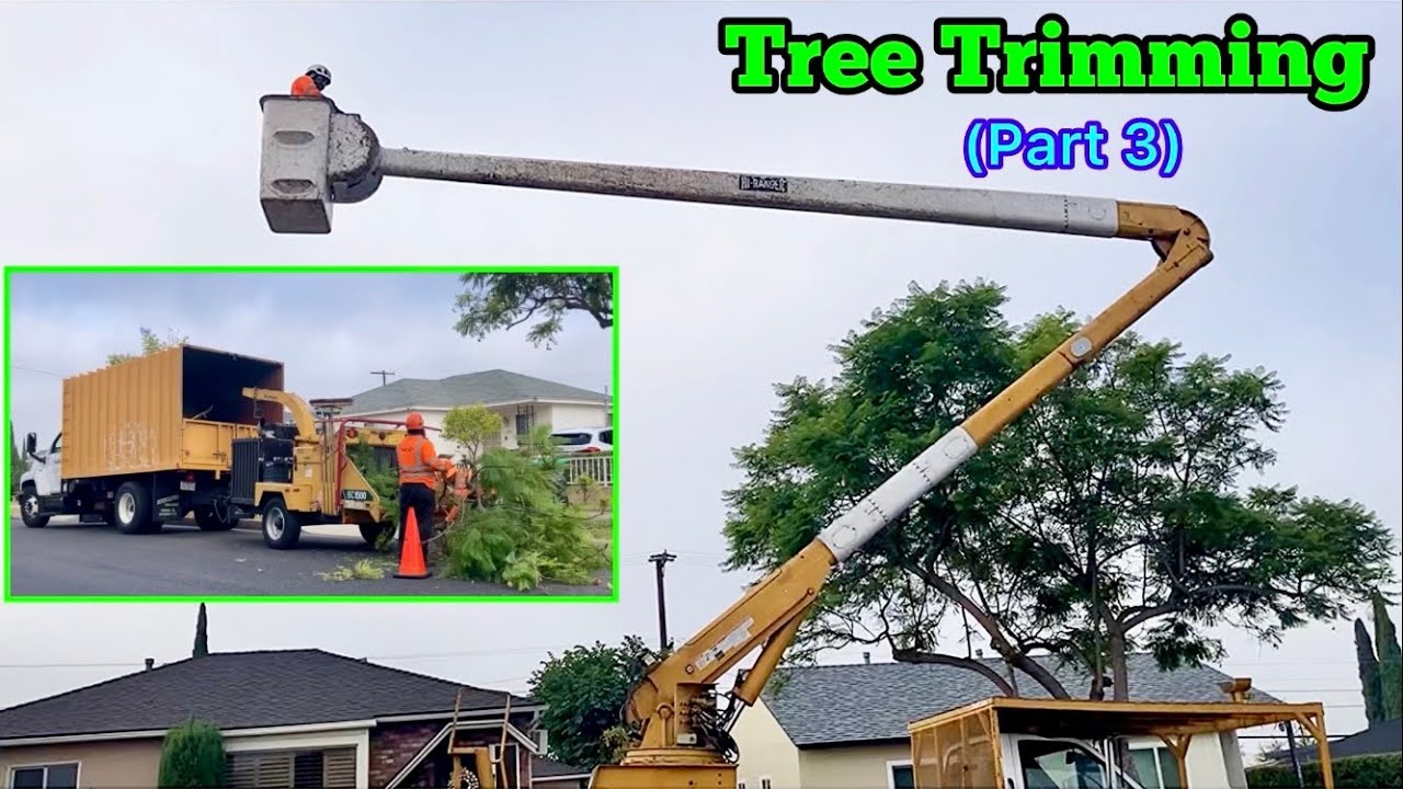 Tree Surgeon (Tree Trimming)｜COMPLETE PROCESS｜Bucket Truck ｜Wood Chipper｜Leaf Blower （Part 3/7)