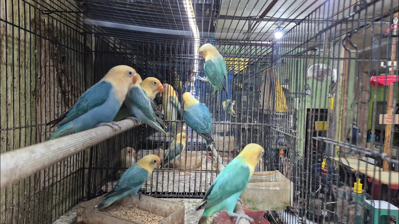 Update Stock Toko Burung Mbak Dwi Selasa 24 Februari, Juga Trima Setor Burung 089628101130