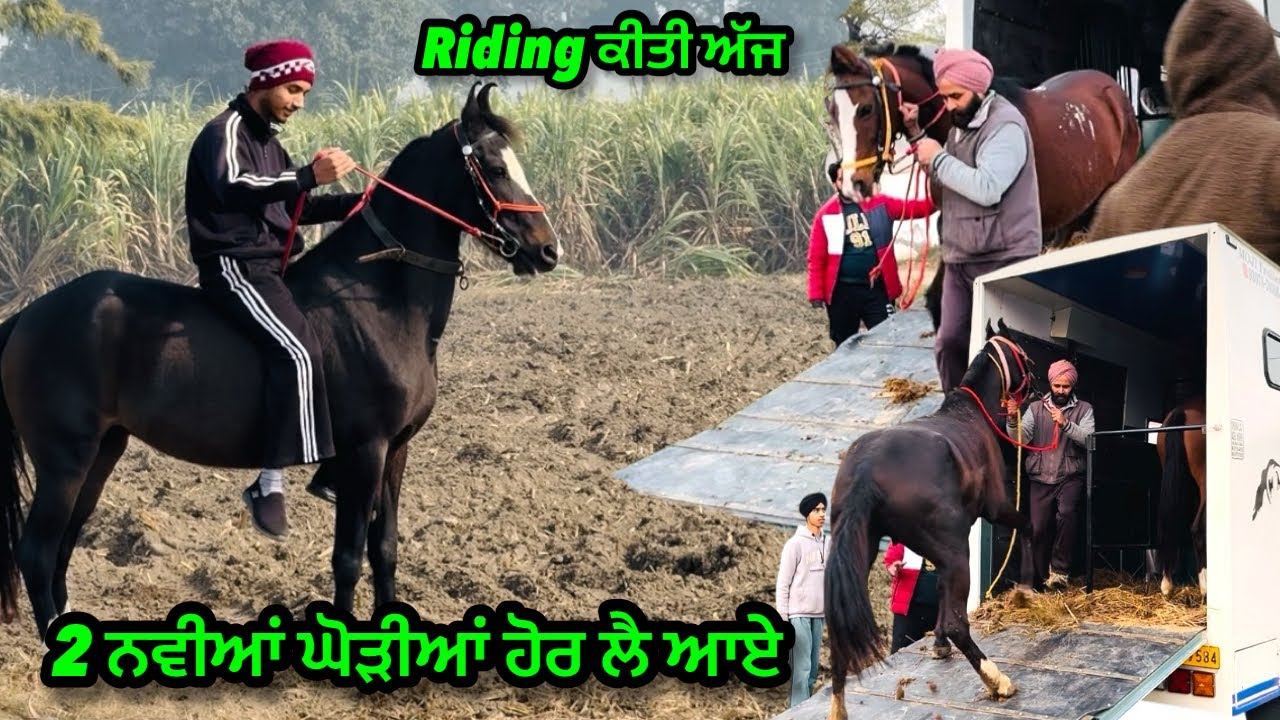 2 ਨਵੀਆਂ ਘੋੜੀਆਂ ਹੋਰ ਲੈ ਆਏ॥Riding ਕੀਤੀ ਅੱਜ॥#ਘੋੜੇ #horse #trending #viral #vlog #riding #hit #views 