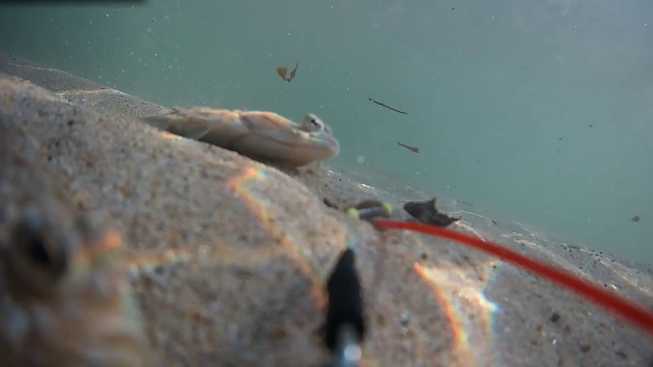 Sandside Flounders