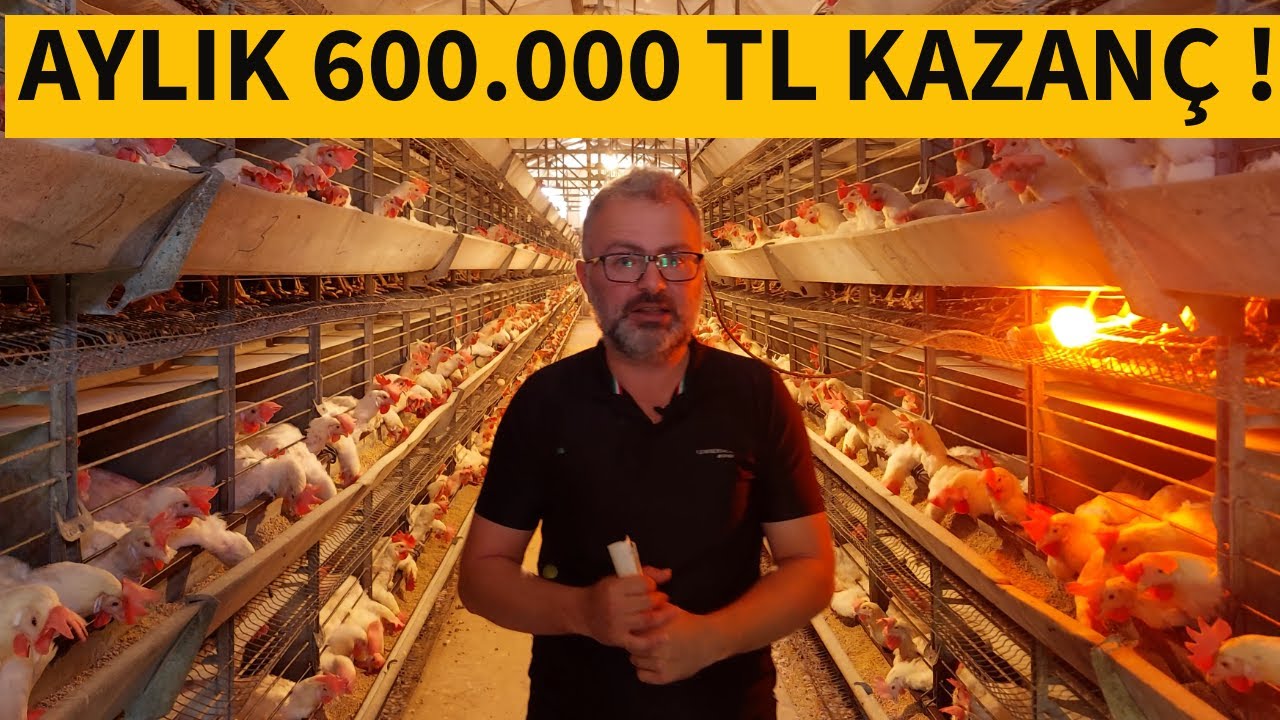 TAVUK ÇİFTLİĞİ KURMAK | 10 BİN TAVUK AYDA KAÇ PARA KAZANDIRIR ?