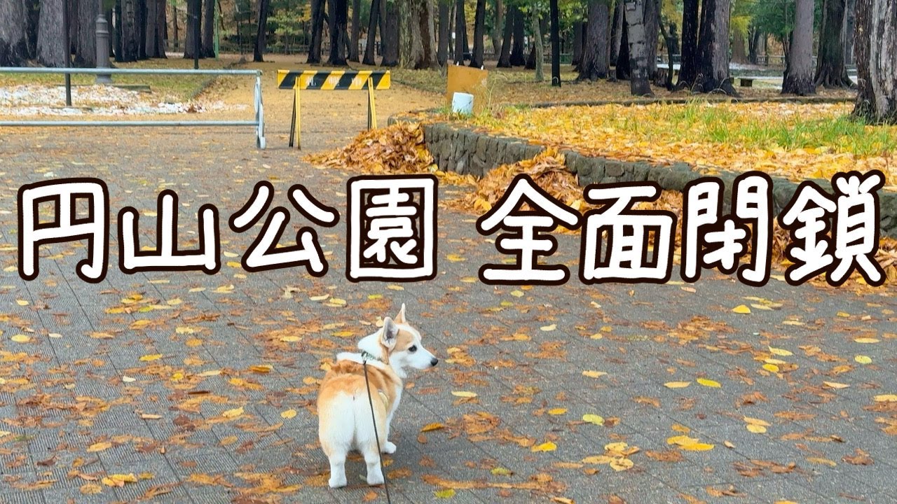 【😢】ヒグマ出没により円山公園が閉鎖されました