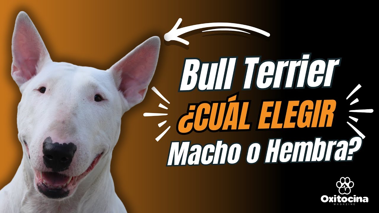 Bull Terrier Hembra vs Macho: Entrenamiento y Cuidados para la Protección