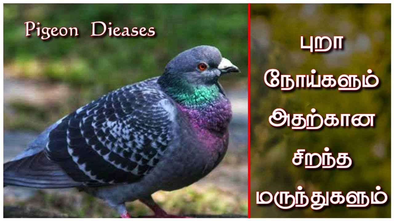 🕊️ புறாவிற்கு வரும் நோய்களும் அதற்கான மருந்துகளும் || Pigeon All Disease Treatment In Tamil ||
