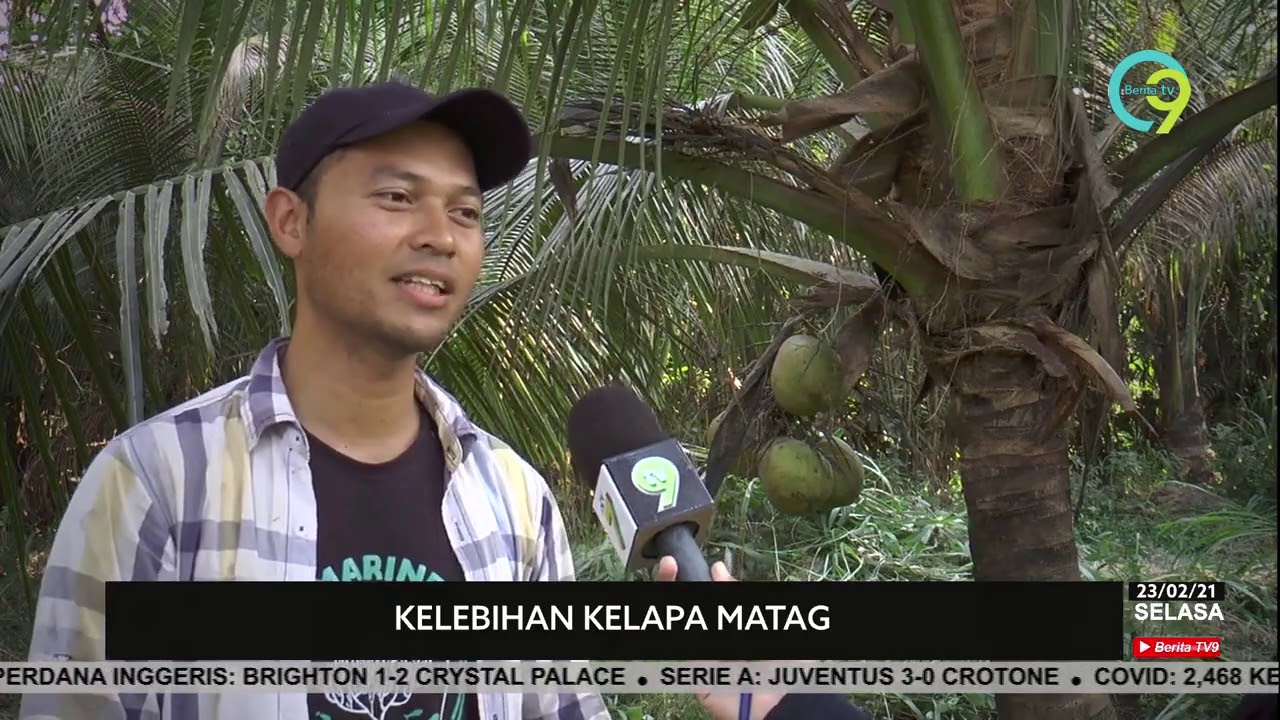 BIJAK TANI | Kelebihan Kelapa Matag