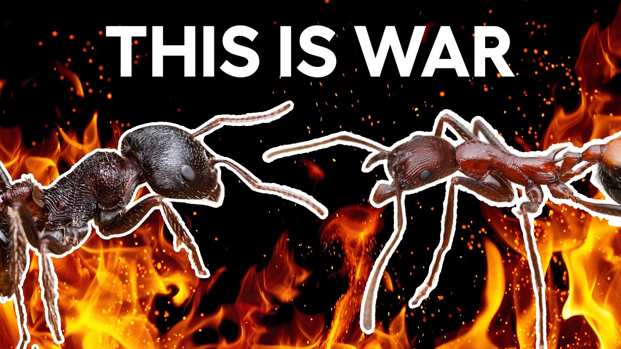 My ant colonies face off in an arms race to power!