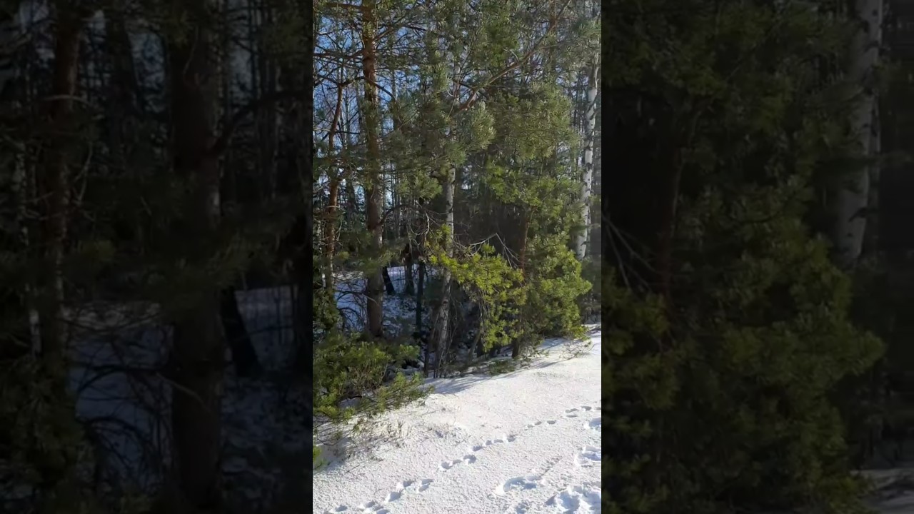 Рига. Rīga. Лес зимний. 