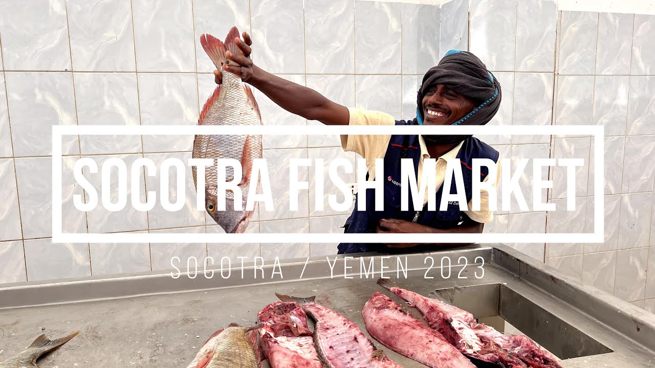Socotra Yemen - Hadiboh Fish Market 2023 (4K)
