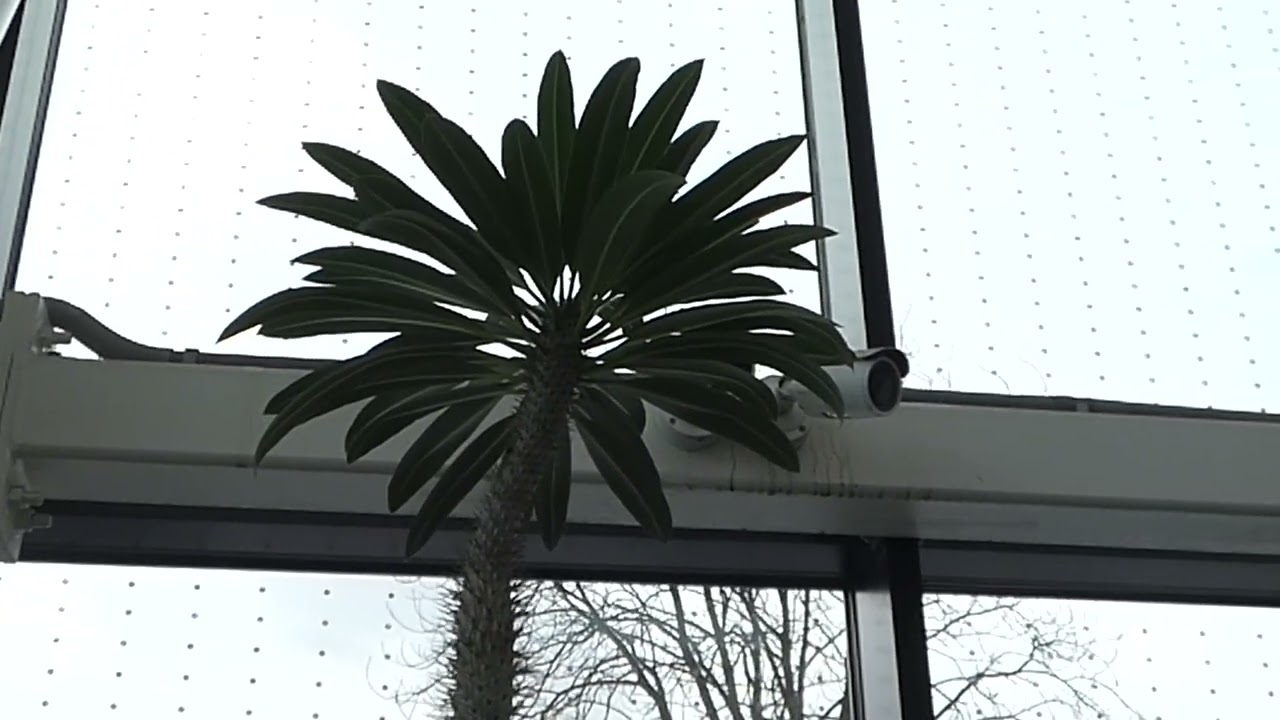 Palma, która palmą nie jest – pachypodium Lamerei