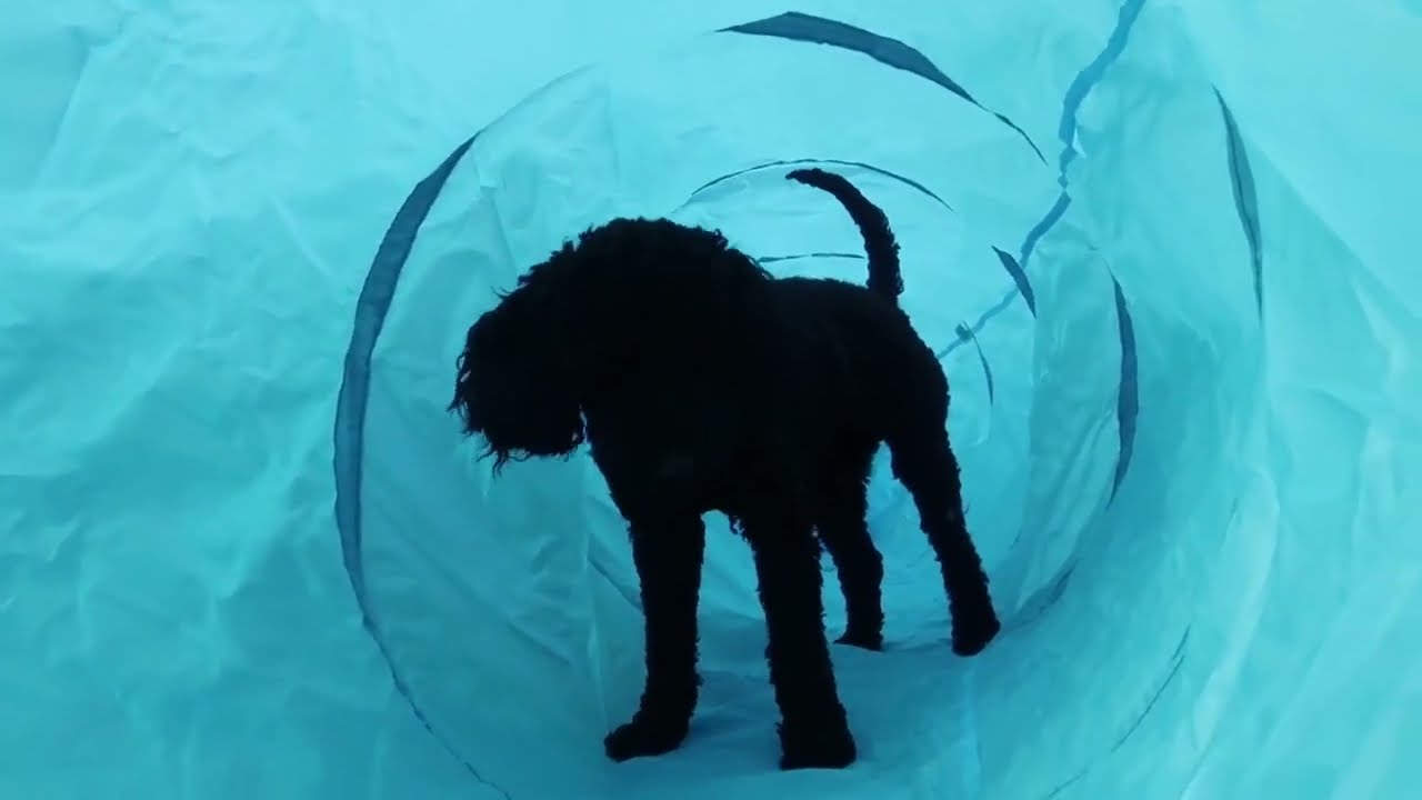#cuteanimals 🐕 Tricks & Fails - Funny Dogs on YouTube 🐕