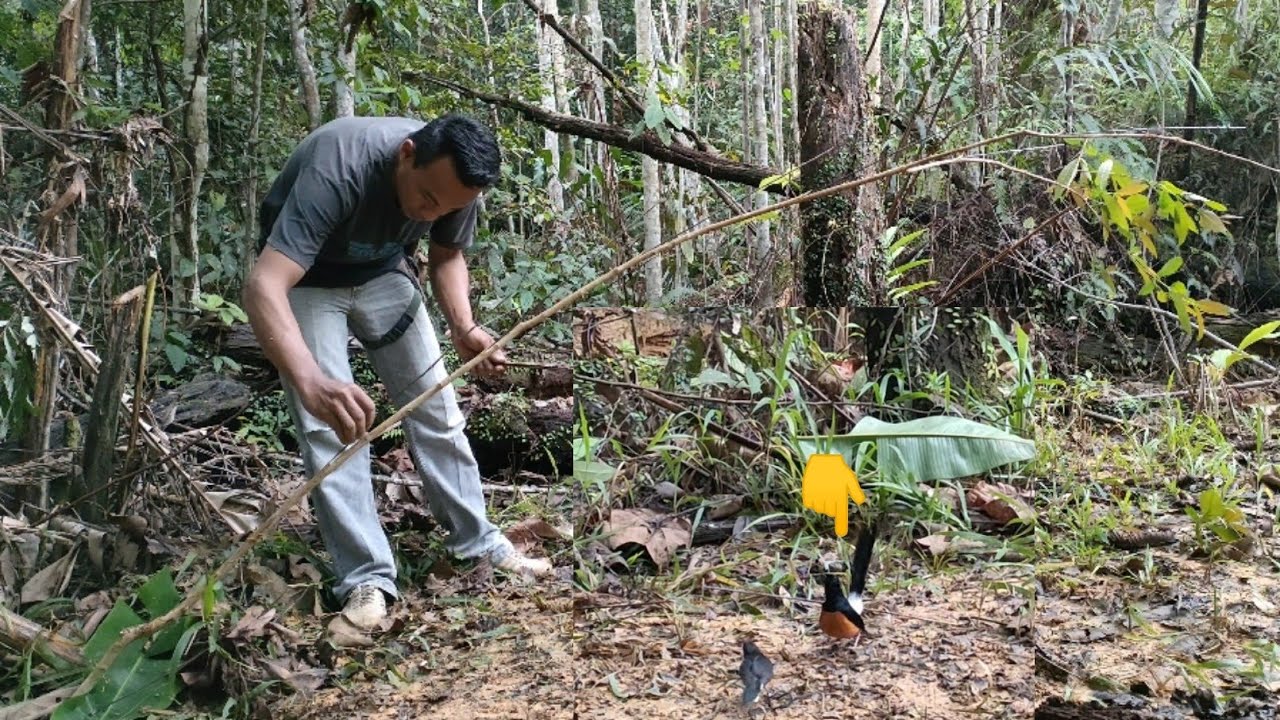 BANYAK SEKALI ISIAN NYA || MURAI BATU HUTAN SUPER PENGHUNI PINGGIR JALAN