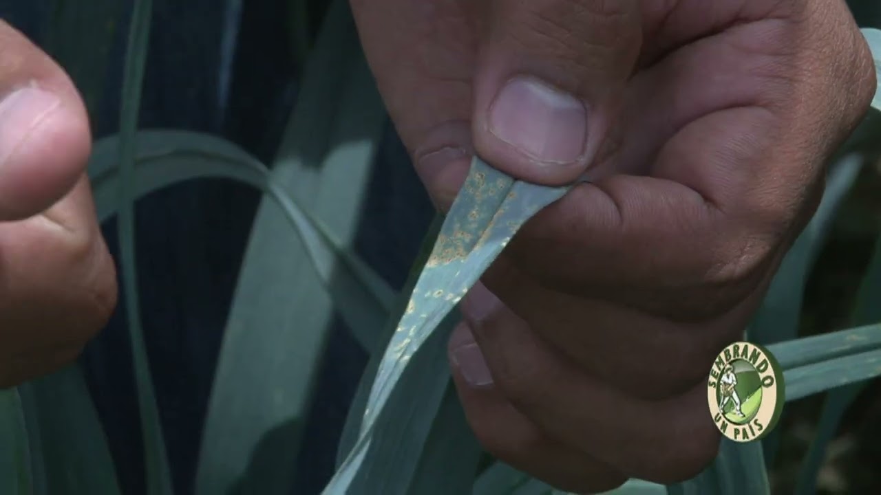 Hongos y Enfermedades que afectan el cultivo de Ajo Porro o Puerro