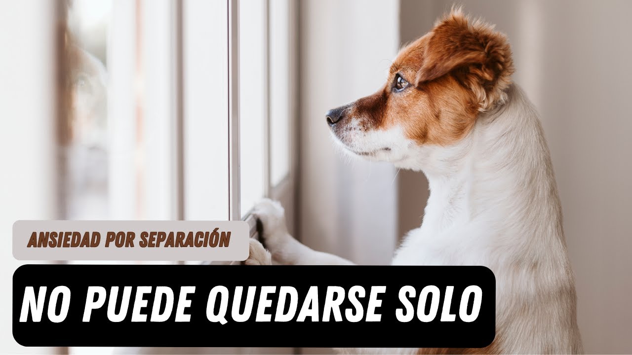Ansiedad por separación en Perros: Tratamiento real paso a paso
