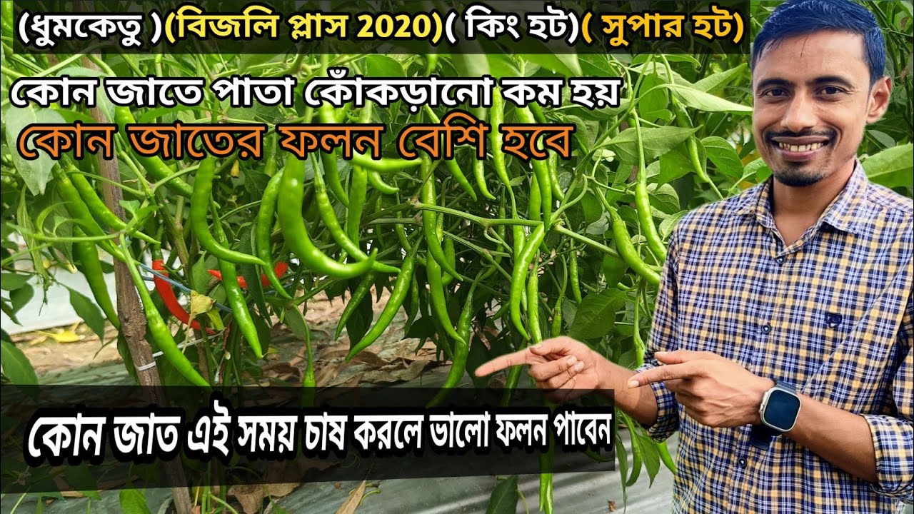 পাঁচটি জাতের মধ্যে কোনটাতে ফলন সবচাইতে বেশি হয়। মরিচ চাষ