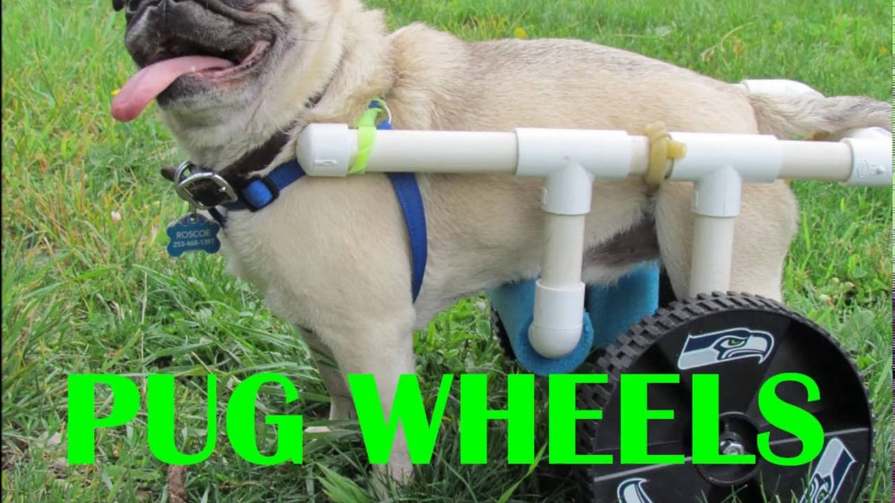 DIY PUG WHEELS