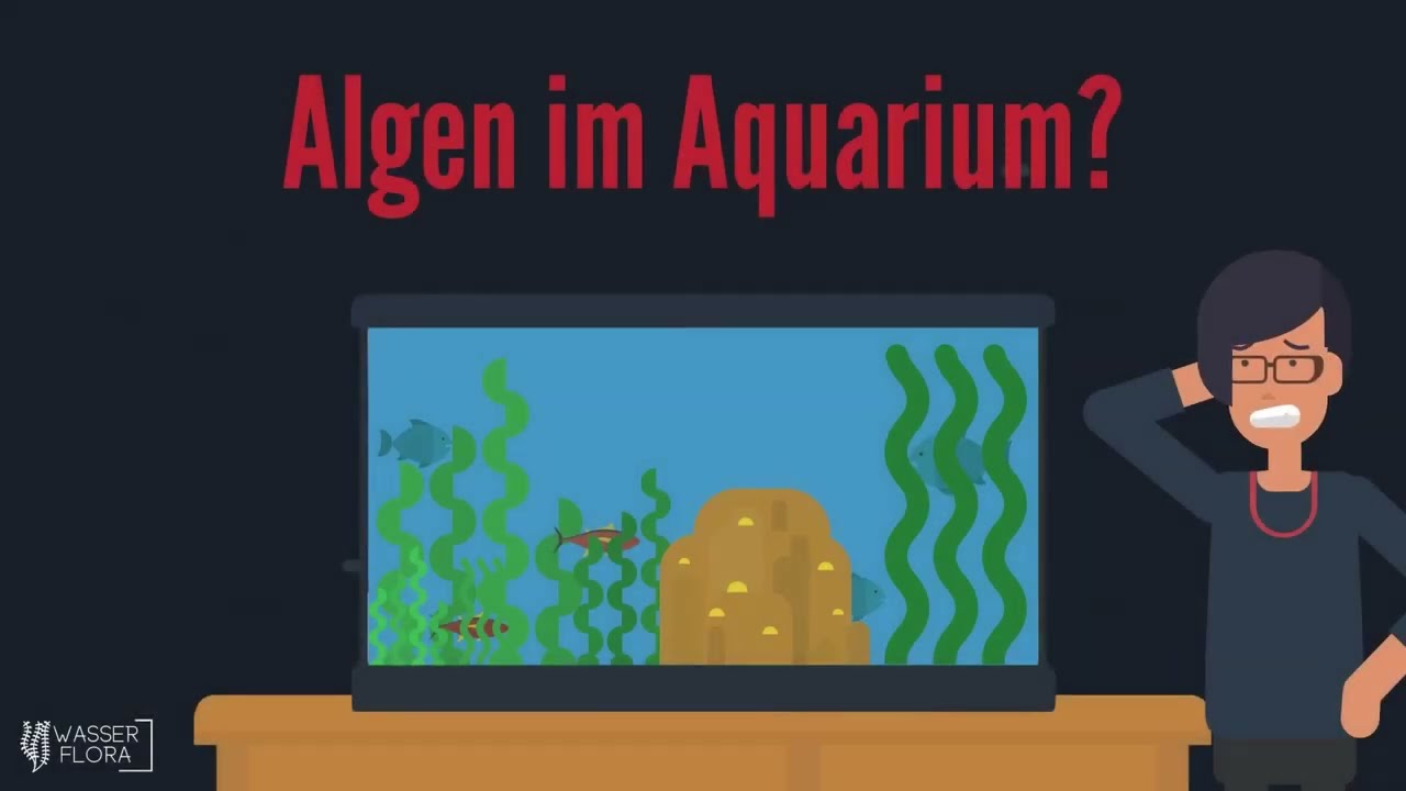 Algen im Aquarium - Ursachen, Pr&auml;vention und Bek&auml;mpfung