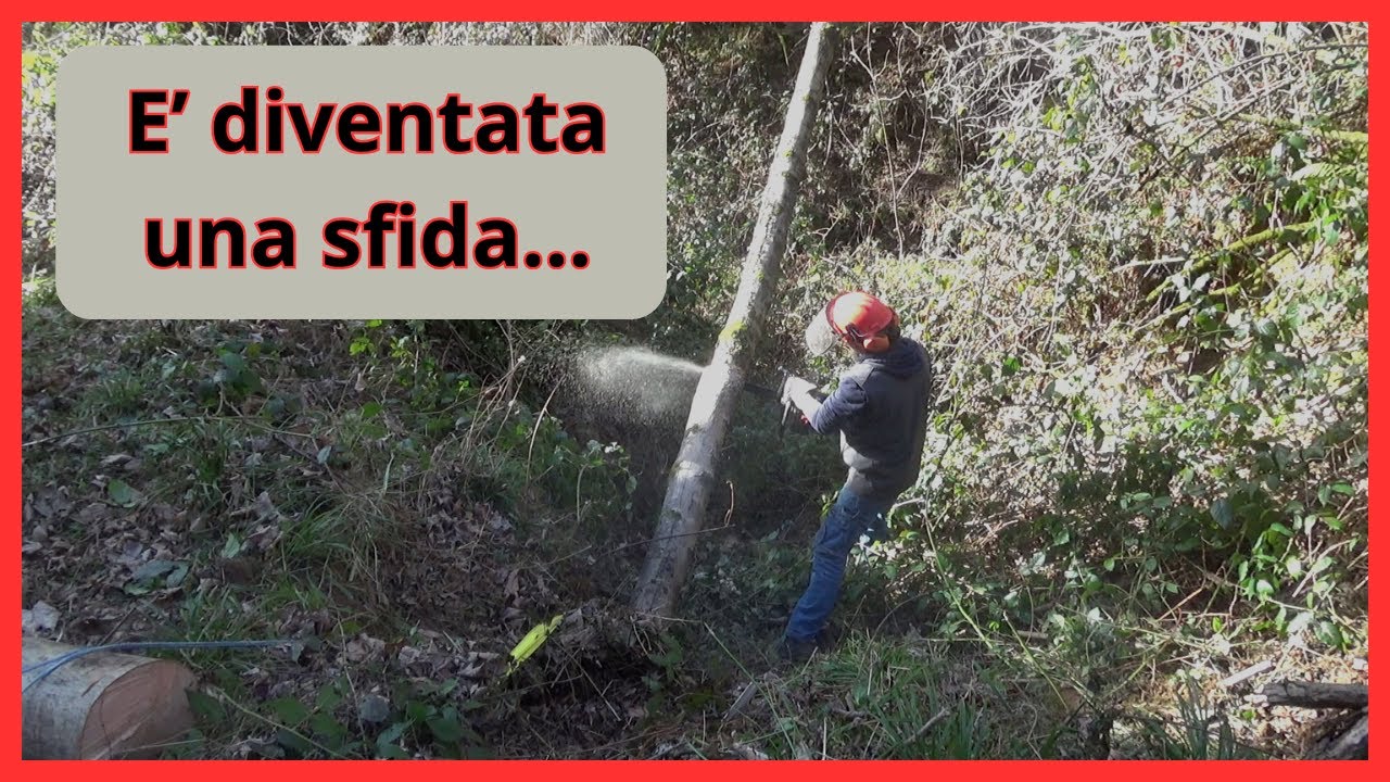 il recupero di un acero schiantato, diventa una vera e propria sfida....