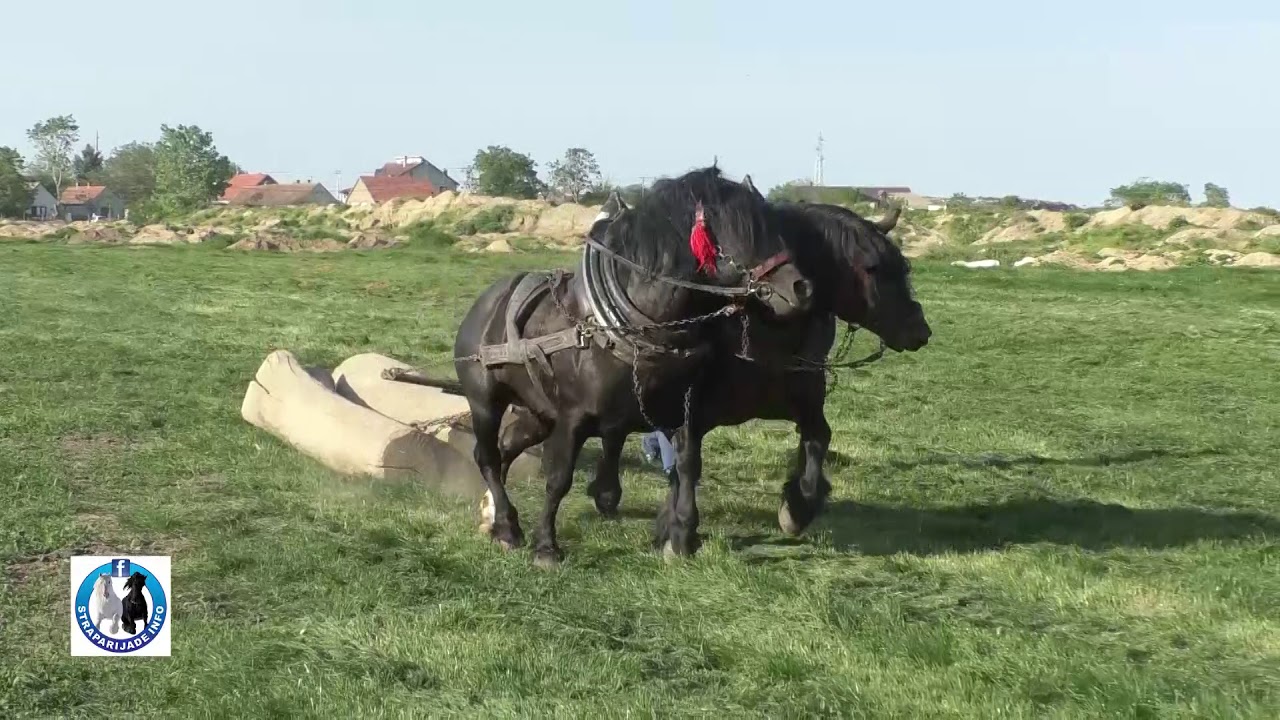 -Razgovor s velikanom Lazom Cvjetićaninom na Vašarištu -2018