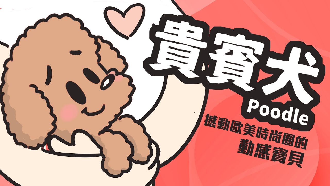 狗與鹿 ｜犬種的故事＃3  貴賓犬｜原本被訓練來挖松露，卻誤打誤撞成為時尚寵物網紅