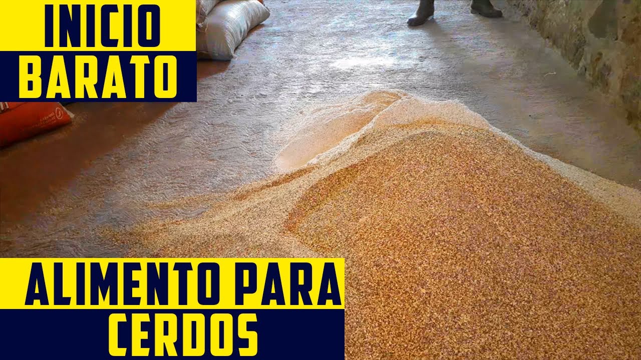 Como Preparar Alimento de Inicio de Engorda Para Cerdos