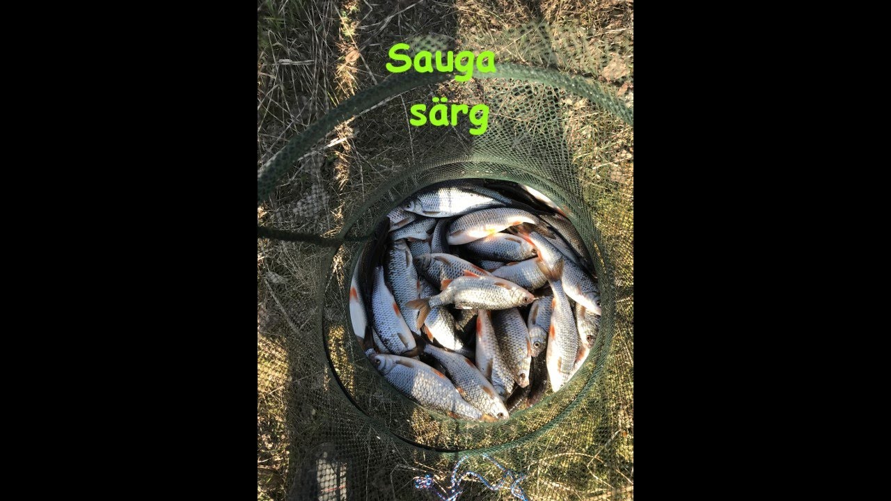 Sauga j&otilde;e s&auml;rg