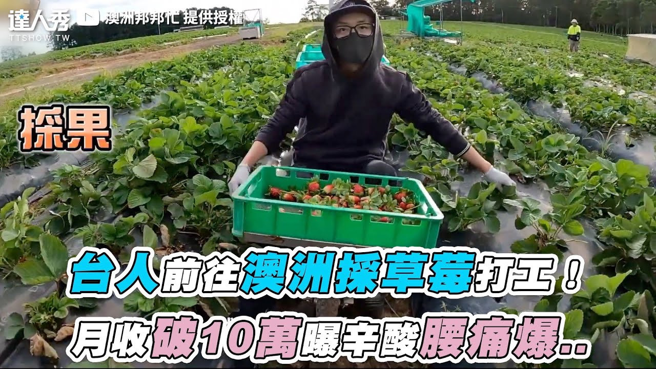【台人前往澳洲採草莓打工！月收破10萬曝辛酸腰痛爆..】｜@Perry_0503