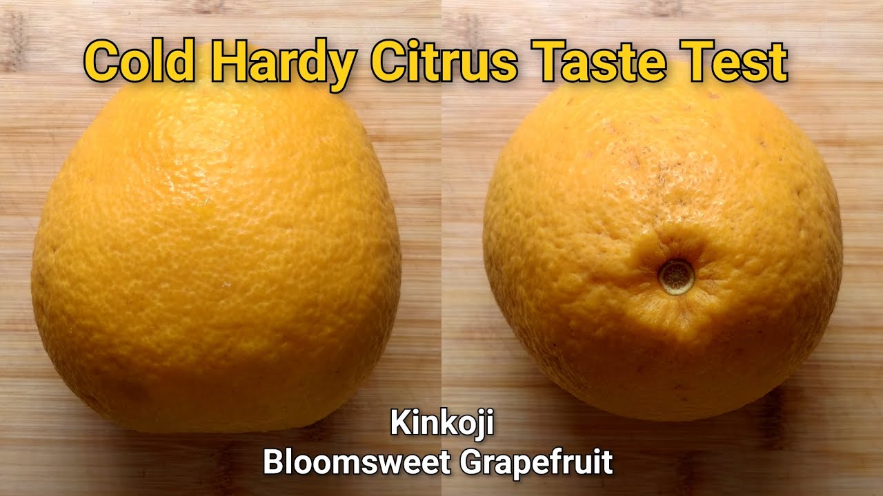 Дегустация грейпфрута Kinkoji (или Bloomsweet)!