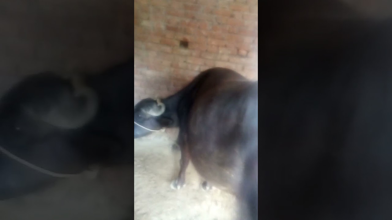 Heavy milker buffalo 2021 new mandi