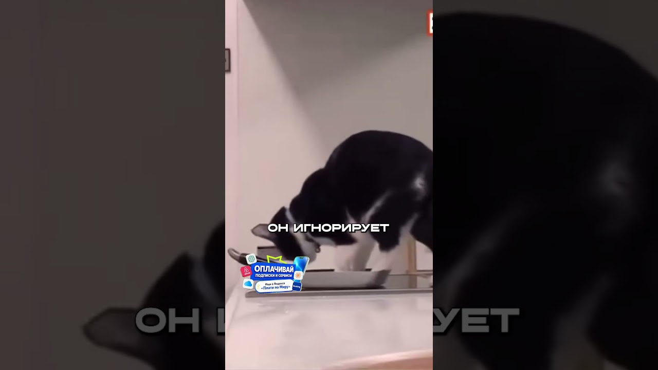 Кот Спит Только в СКОВОРОДКЕ